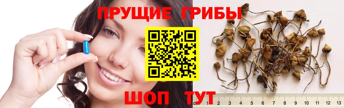 Псилоцибиновые грибы GOLDEN TEACHER Пятигорск